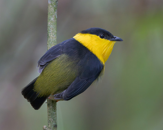 Golden-collared Manakin