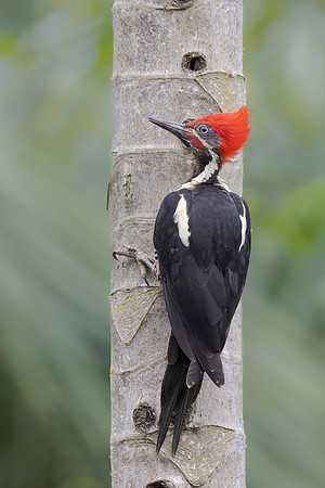 Lineated Woodpecker