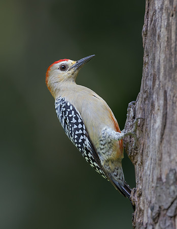 Red-crowned Woodpecker