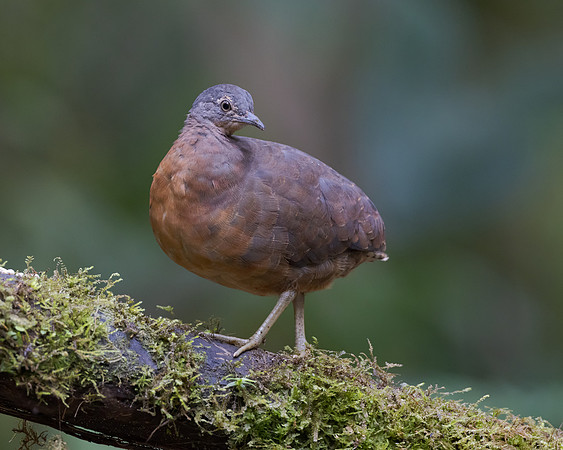 Little Tinamou