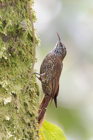 Montane Woodcreeper