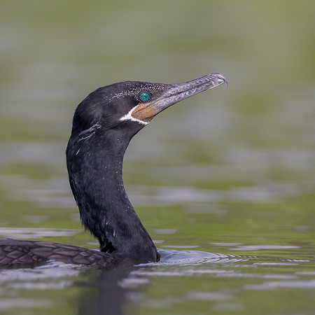 Neotropic Cormorant