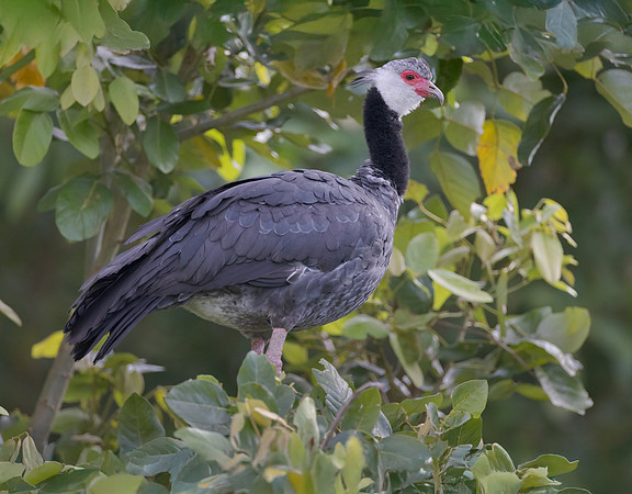 Northern Screamer
