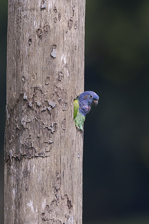 Blue-headed Parrot
