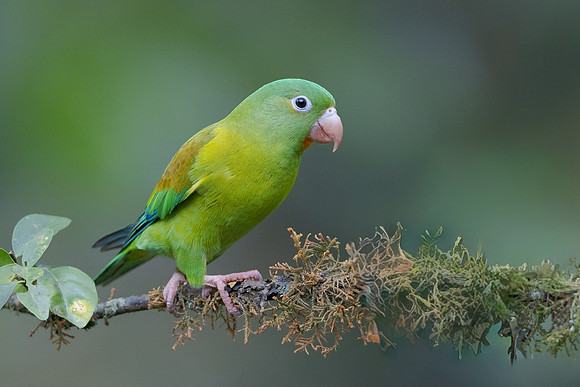 Orange-chinned Parakeet