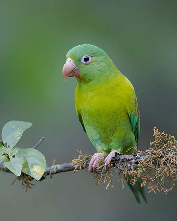 Orange-chinned Parakeet