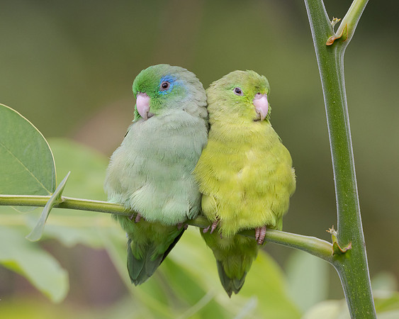 Spectacled Parrotlet