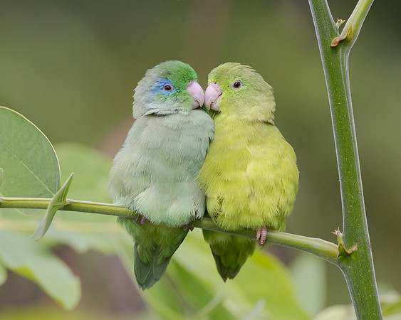 Spectacled Parrotlet
