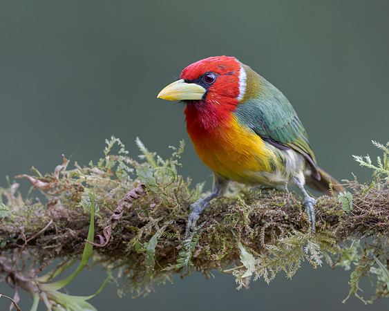 Red-headed Barbet