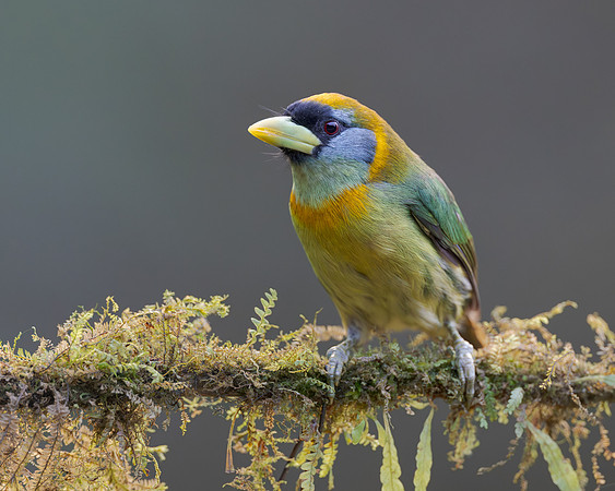 Red-headed Barbet, female