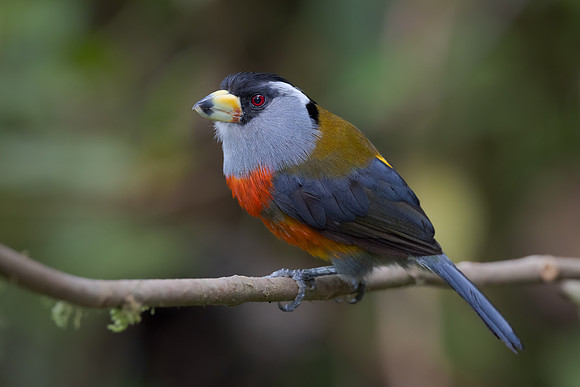 Toucan Barbet
