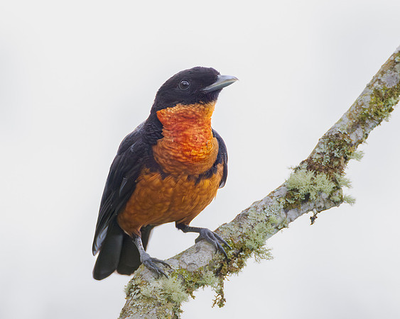 Red-ruffed Fruitcrow