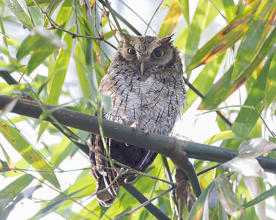 Tropical Screech-Owl