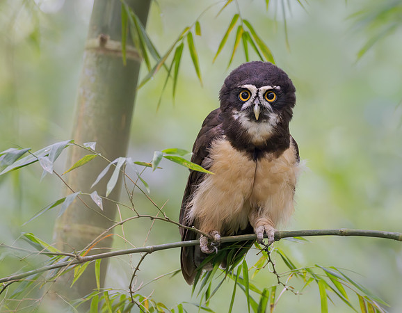 Spectacled Owl