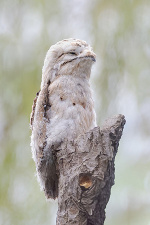Common Potoo