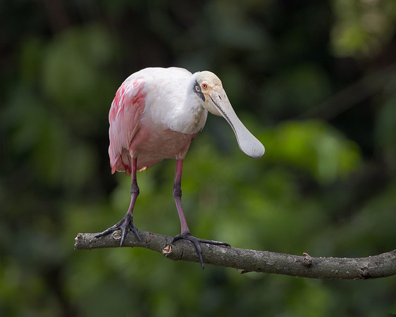 Roseate Spoonbill