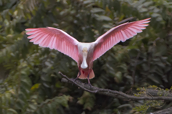 Roseate Spoonbill