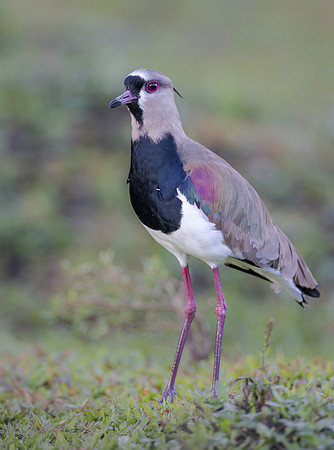 Southern Lapwing