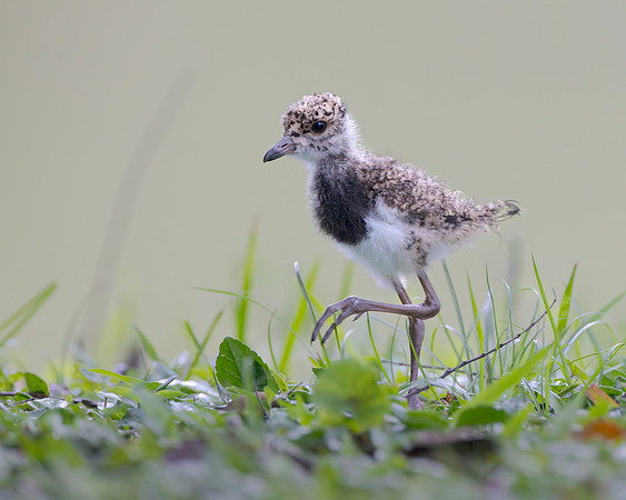 Southern Lapwing