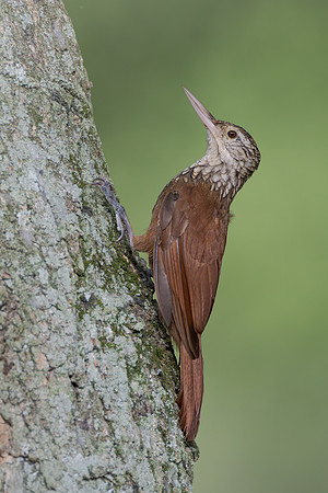 Straight-billed Woodcreeper