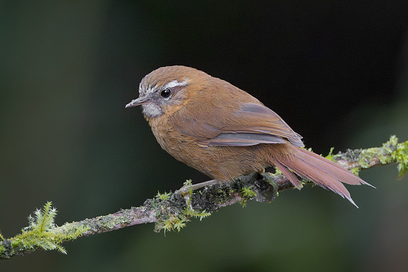 White-browed Spinetail