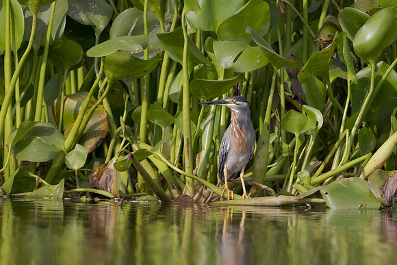 Striated Heron