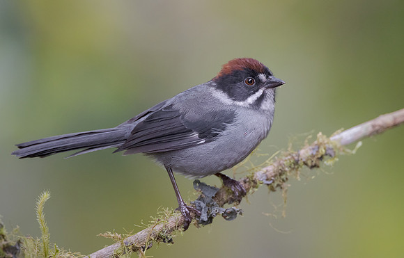 Northern Slaty Brushfinch