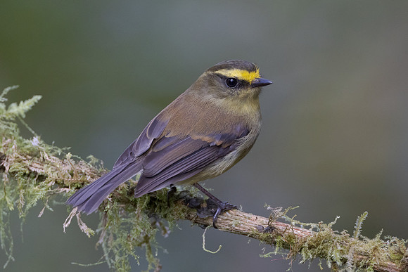 Yellow-bellied Chat-Tyrant