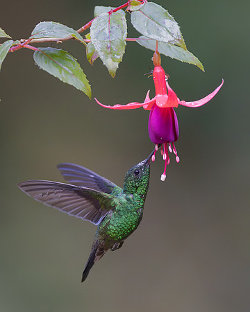 Western Emerald