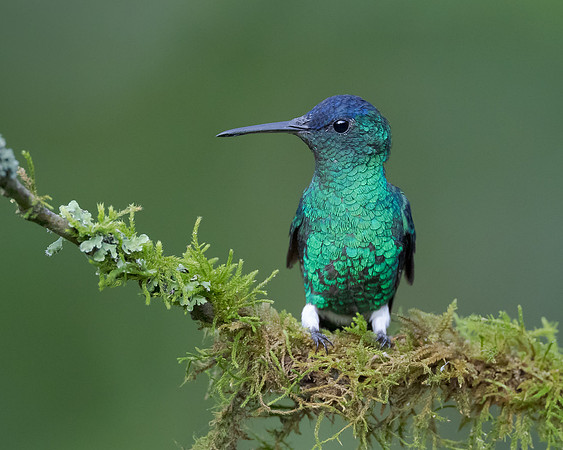 Indigo-capped Hummingbird