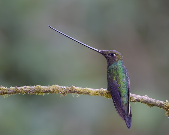 Sword-billed Hummingbird