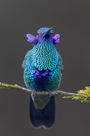 Sparkling Violetear