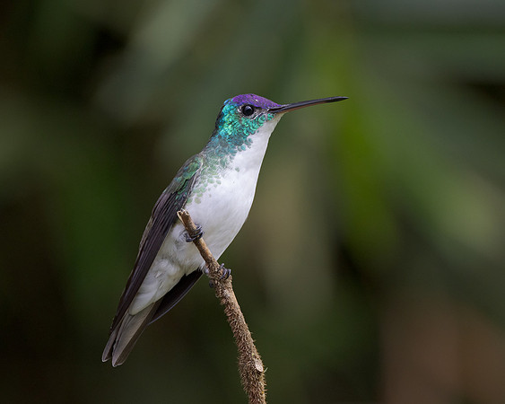 Andean Emerald