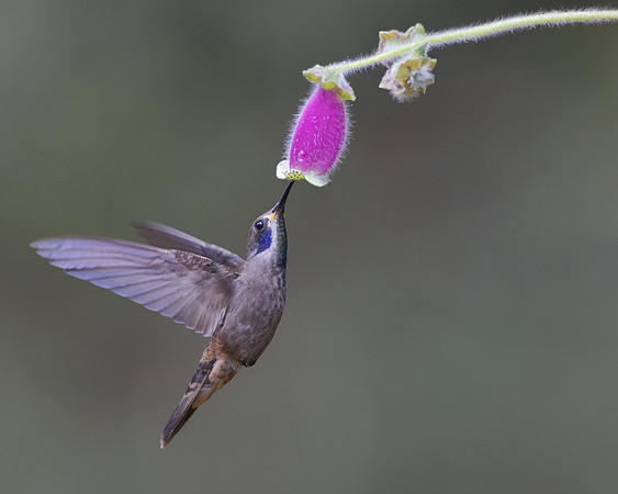 Brown Violetear