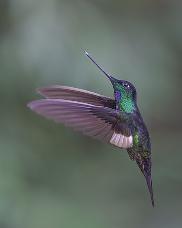 Buff-winged Starfrontlet