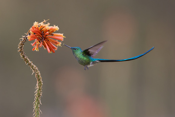 Long-tailed Sylph