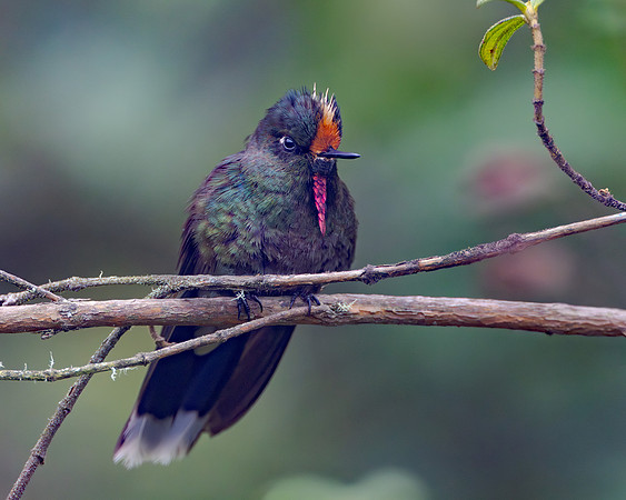 Rainbow-bearded Thornbill