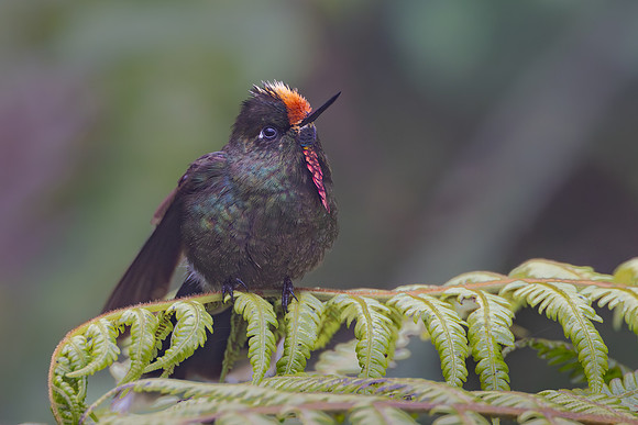 Rainbow-bearded Thornbill
