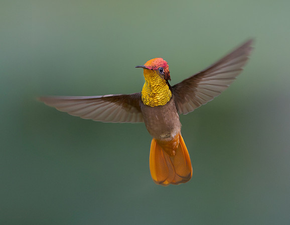 Ruby Topaz