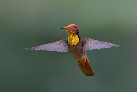 Ruby Topaz