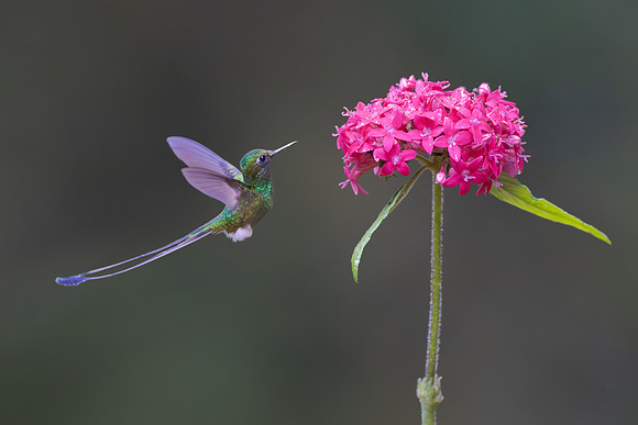 White-booted Racket-tail