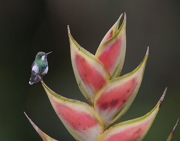 Green Thorntail, female