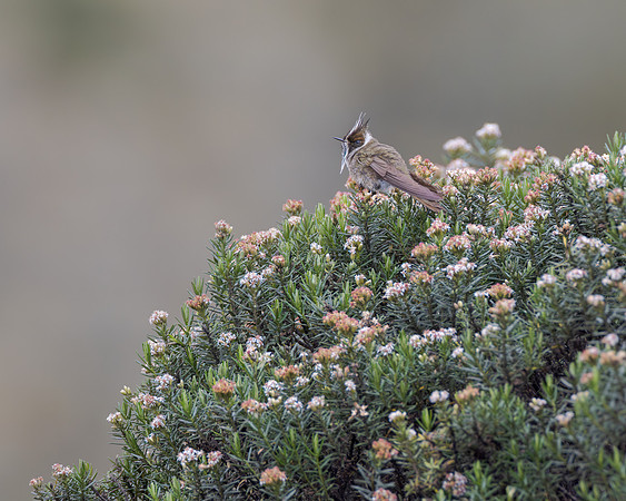 Green-bearded Helmetcrest