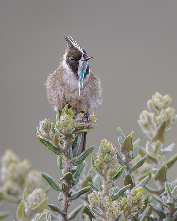 Green-bearded Helmetcrest