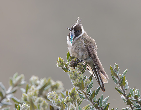 Green-bearded Helmetcrest