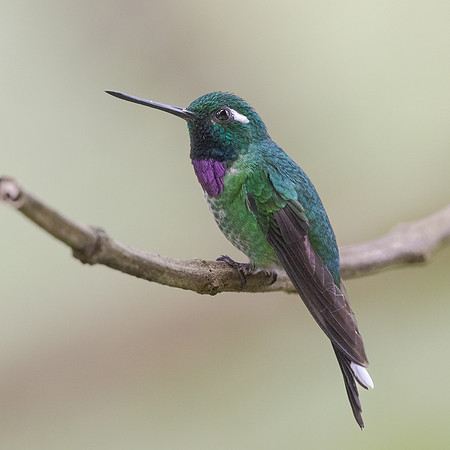 Purple-bibbed, Whitetip