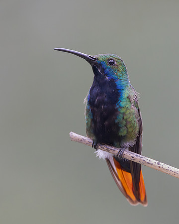 Black-throated Mango, male