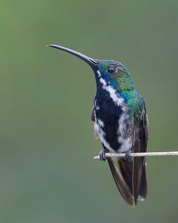 Black-throated Mango, female