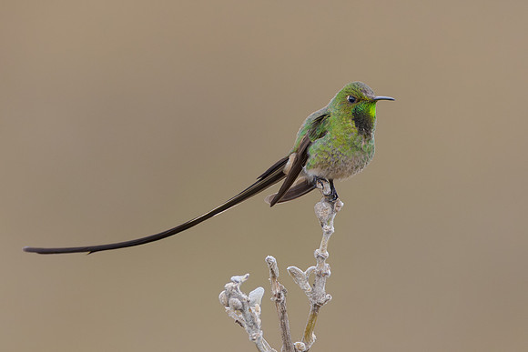 Black-tailed Trainbearer