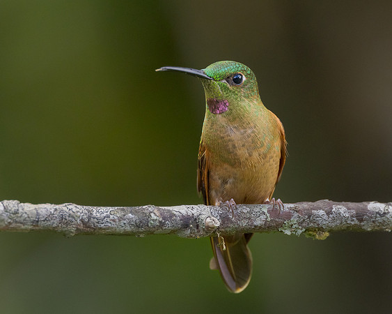 Fawn-breasted Brilliant
